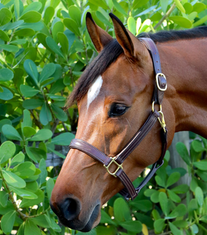 GHC Padded Halter